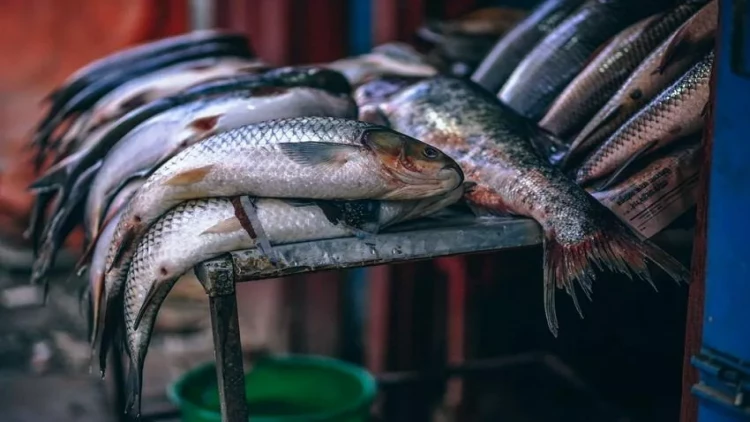 Qanunsuz balıq ovlayanlar saxlanılıb