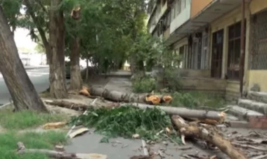 Mingəçevirdə qorxulu anlar... - İri ağaclar binaya aşıb... - VİDEO