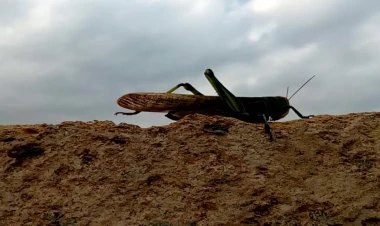 Bakı yenidən çəyirtkə hücumu ilə üz-üzə: Xəzərin sahilinə gəlib çatdılar