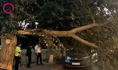 Bakıda ağac maşının üstünə aşdı, yolda hərəkət dayandı - FOTO
