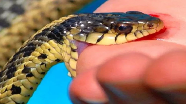 Qax sakinini ilan sancdı