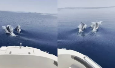 Delfinlərin körfəzdə yarışması - FOTO