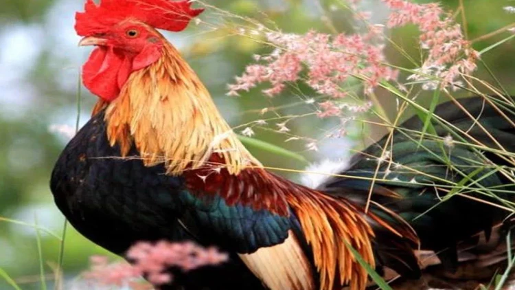 Çox banlayan xoruzun ürəyi getdi - VİDEO