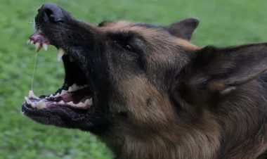 İt yeniyetmənin BURNUNU DİŞLƏDİ