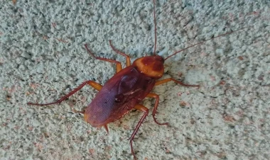 İki nəfəri öldürdü, 