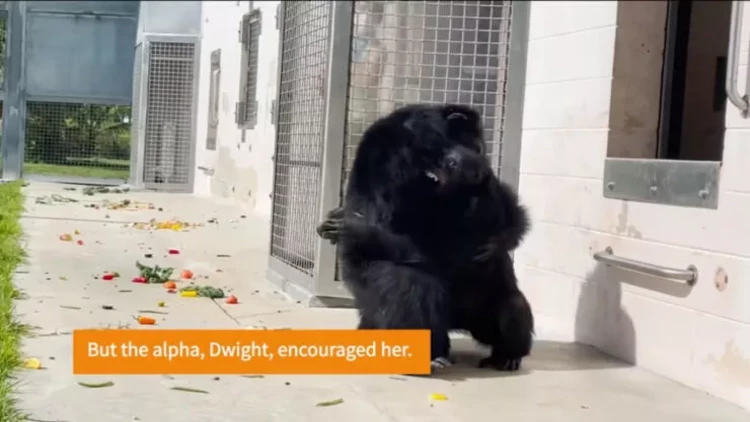 İlk dəfə səmanı görən şimpanzenin reaksiyası - VİDEO