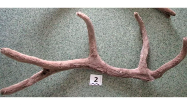 Nadir buynuzu Bakıya gətirmək istədi - saxlanıldı