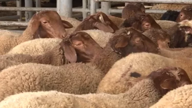 Ölkə üzrə 138 ünvanda qurbanlıq heyvanların satışı həyata keçirilir - VİDEO