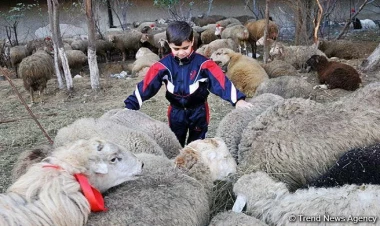 Heyvan bazarında SON VƏZİYYƏT - Qiymətlər artır