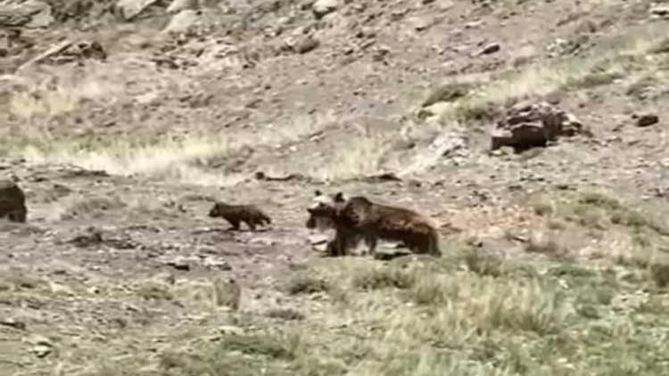 Laçın dağlarında iki balası ilə gəzən ayı - FOTO