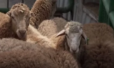 Ölkənin Baş Baytarından vətəndaşlara çağırış... - VİDEO