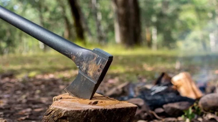 Beş rayonda ağacların qanunsuz kəsildiyi müəyyən edilib