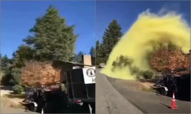 Kəsilən ağacın “ruhunu təslim etməsiylə” bağlı görüntü maraq doğurdu - VİDEO