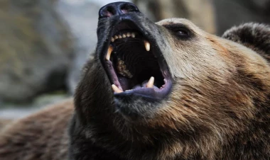 Laçında ayı sakinə hücum etdi - VİDEO