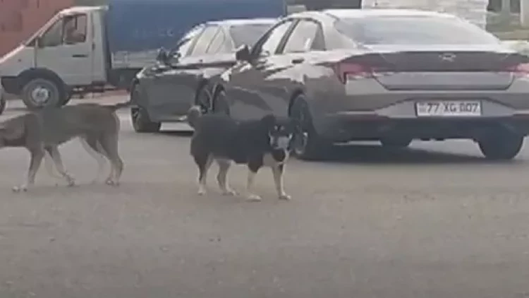 Masazırda sahibsiz itlər sakinlərə hücum edib... - VİDEO