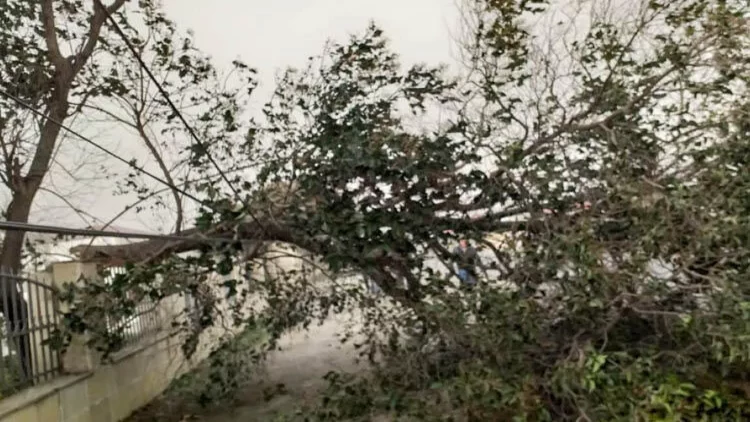 Güclü külək istirahət parkında ağacları aşırıb - FOTO
