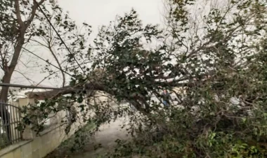 Güclü külək istirahət parkında ağacları aşırıb - FOTO