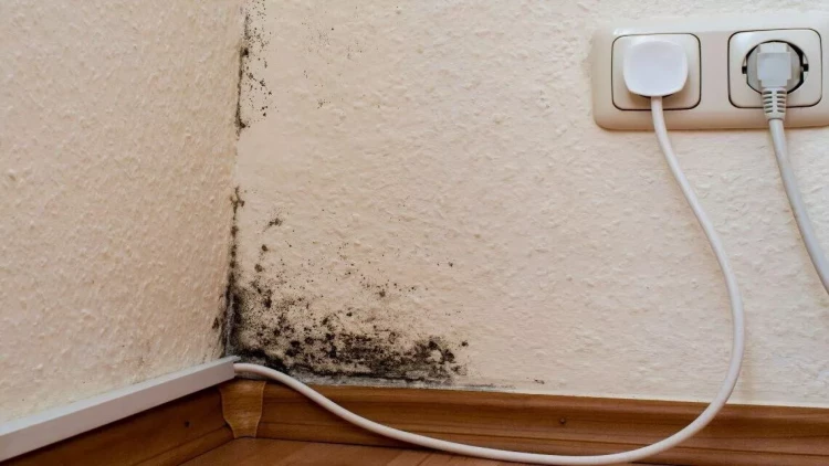 Evinizdəki kifin səbəbi məlum oldu - Dərhal yerini dəyişdirin