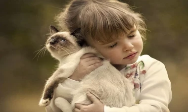 Bu 3 Bürc pişiklərlə eyni enerjidən qidalanırlar