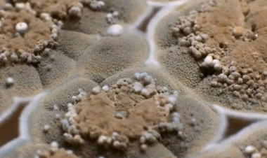 Evdə nəmlik və kifə qarşı 7 effektli bitki - Ekspert məsləhəti ilə