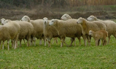 Heyvanı qamçı ilə döyən çoban məsuliyyətə cəlb edildi - FOTO
