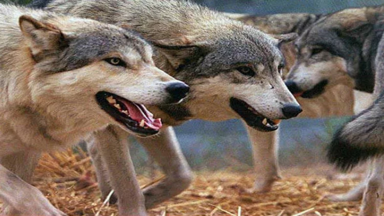 Canavar hücumları sakinləri təşvişə saldı