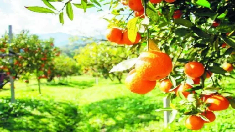 İrandan gələn portağallar rənglənir? - RƏSMİ