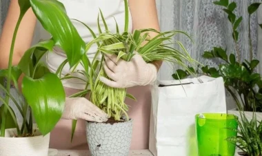 Əsəbəri sakitləşdirməyə kömək edən ən yaxşı çiçəklər: Ev hüzurla dolur