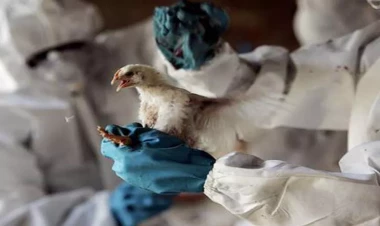 Mutasiya olunmuş quş qripi 