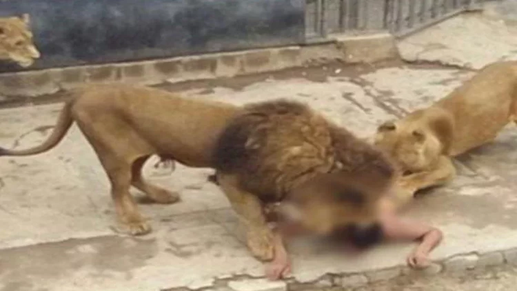 Hindistanda Asiya şirləri üç gündə iki uşaq yeyiblər