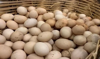 Kənd yumurtası kəskin BAHALAŞDI