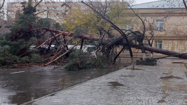 Bakının mərkəzində nəhəng ağac qəfil aşdı, yol bağlandı - VİDEO - FOTOlar