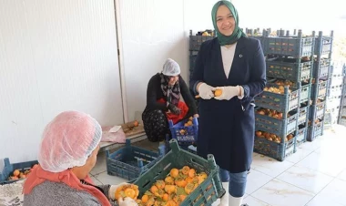 İşçidən sahibkarlığa: Xurmanın gücü ilə Kanada bazarına çıxdı - FOTO