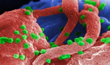 Yaşlı hüceyrələri yenidən cavanlaşdırmaq mümkün olacaq