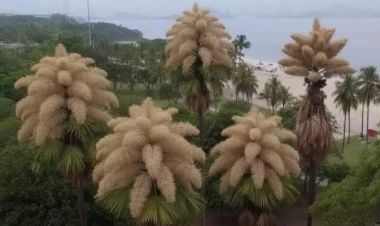 Ömründə yalnız bir dəfə çiçək açan ağac: 80 ildən bir baş verən möcüzə