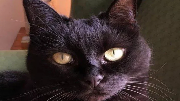 Məşhur pişik yemi qusma, halsızlıq, tük tökülmə, güclü qaşınma, qaraciyər-böyrək problemi yaradır - Bakıda marketlərdə SATILIR