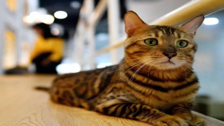 Dünyada neçə pişik var?