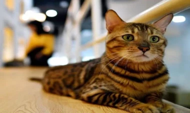 Dünyada neçə pişik var?