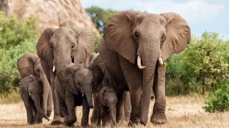 Hindistanda dəhşət: Fillər kəndlərə hücum etdi, ölənlər var