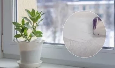 Plastik pəncərə altlığını ağardan vasitə