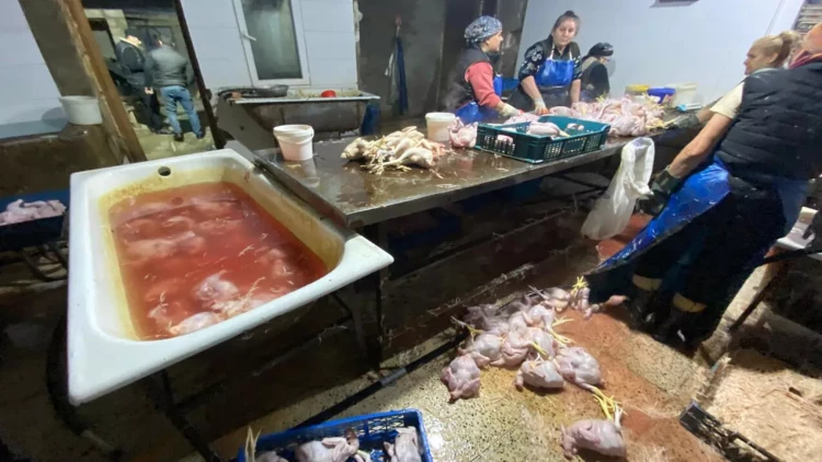 “Kənd toyuqları”nı bu vannalarda “istehsal edirmişlər” - FOTOlar