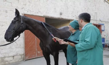 Azərbaycan atları Afrika xəstəliyindən azaddır – RƏSMİ