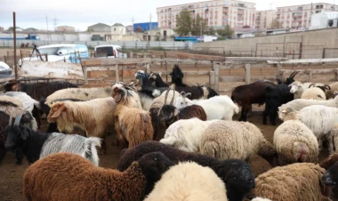 Salyan və Göygöl heyvan bazarları fəaliyyətə başladı - FOTO