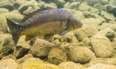 Çinlilər balığın genini dəyişdirib sümüksüz etdilər