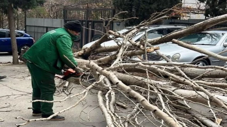 Güclü külək səbəbindən 9 ağac sınıb - FOTO