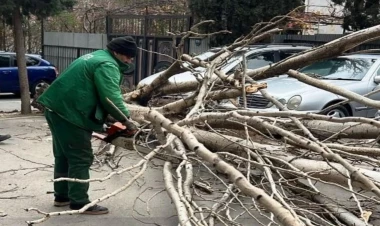 Güclü külək səbəbindən 9 ağac sınıb - FOTO