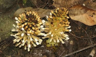 Dünyanın ən qəribə bitkisi - 