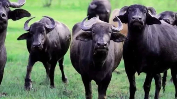 Camışların sayında kəskin azalma: Restoranlarda mal əti adı ilə təqdim olunur?