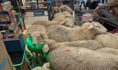 Qoyun sürüsü marketi bir-birinə qatdı - VİDEO