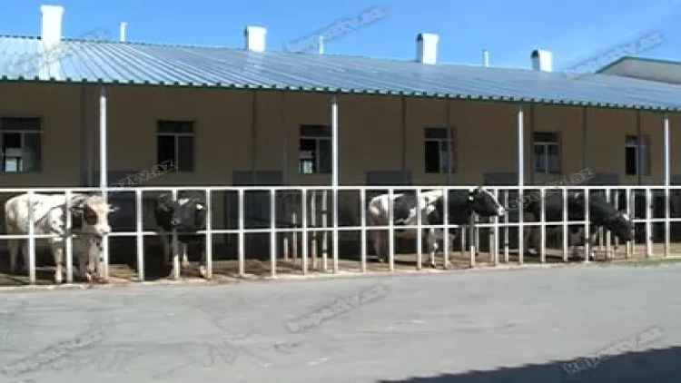 Şamaxı və Göyçay heyvan satışı bazarları açıldı